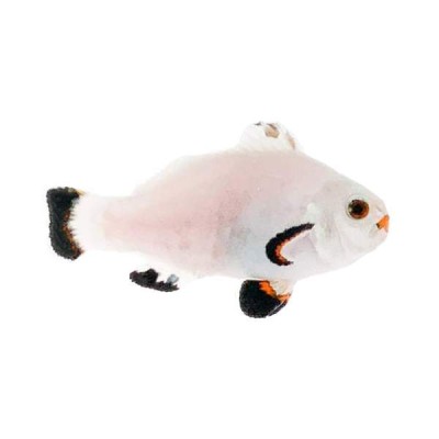 Clownfish Snow Storm