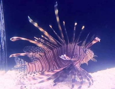 Volitan Lionfish