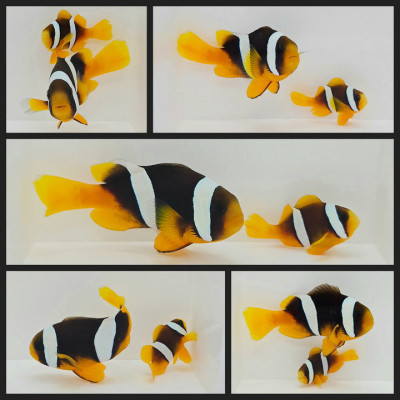 Clownfish Bonded Pair Sebae
