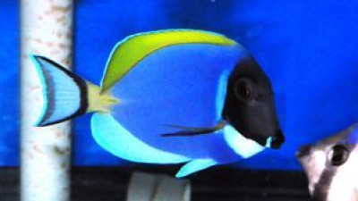 Powder Blue Tang