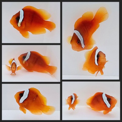 Clownfish Bonded Pair Stubby Tomato