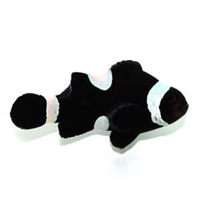 Clownfish Black Misbar