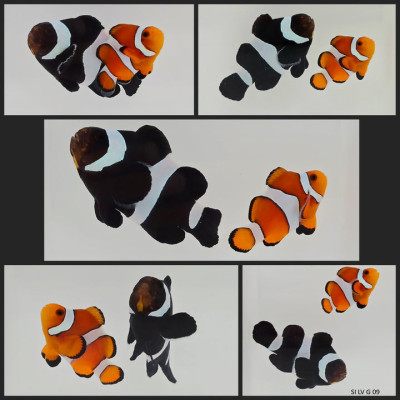 Clownfish Bonded Pair Black/Orange Stubby