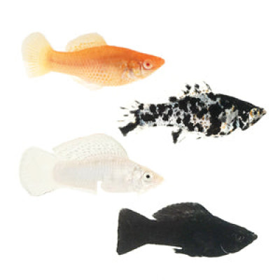 Sailfin Molly (bred in SW)