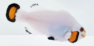 Clownfish Snow Storm Orange