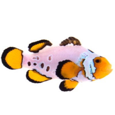 Clownfish Fancy Snowflake Special