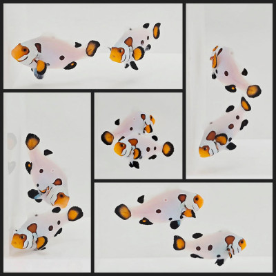 Clownfish Bonded Pair Eared Wyoming White w/ Bulletholes