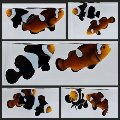 Clownfish Bonded Pair Mochaccino/Nearly Naked Mochaccino
