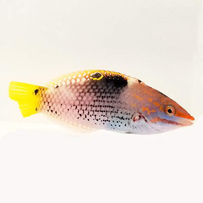 Checkerboard Wrasse
