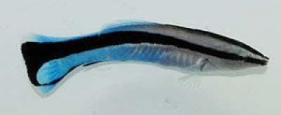 Cleaner Wrasse