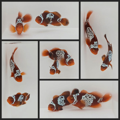 Clownfish Bonded Pair White Lightning Maroon