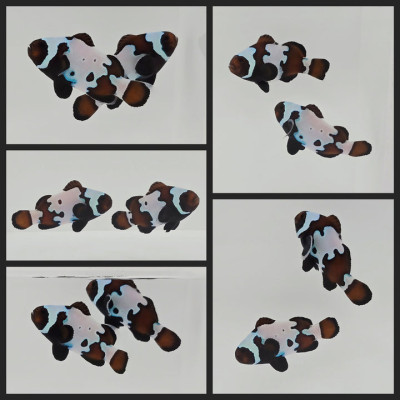 Clownfish Bonded Pair Blue Ice Mocha w/ Bulletholes