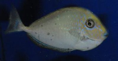 Vlamingii Tang