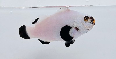 Clownfish Onyx Platinum