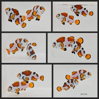 Clownfish Bonded Pair Orange Storm