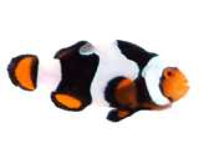 Clownfish Onyx Picasso Semi C-Quest Line