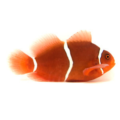 Clownfish Maroon White Gold