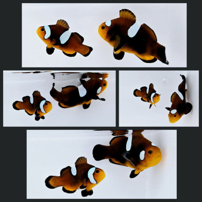 Clownfish Bonded Pair Nearly Naked Mochaccino