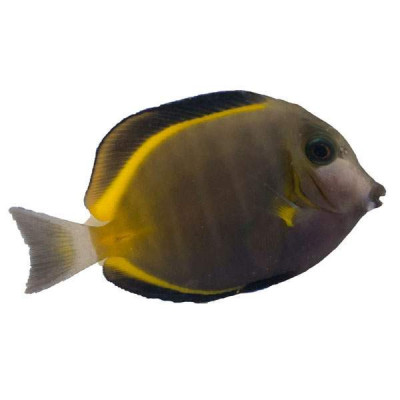 Powder Brown Tang