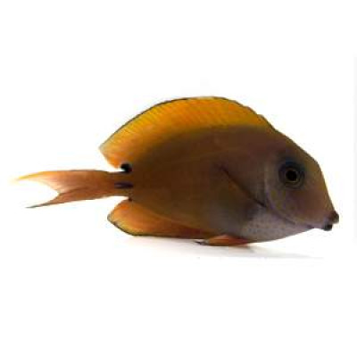Lavender Tang