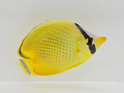 Latticed Butterflyfish