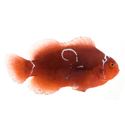 Clownfish White Sparky Maroon