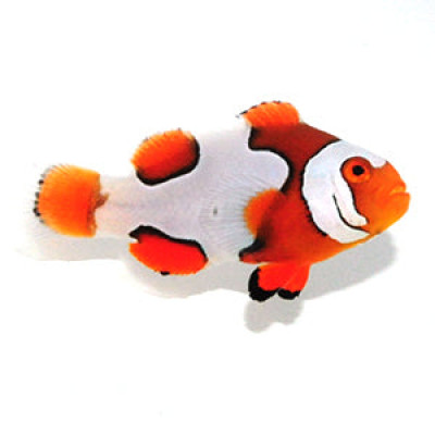 Clownfish Picasso