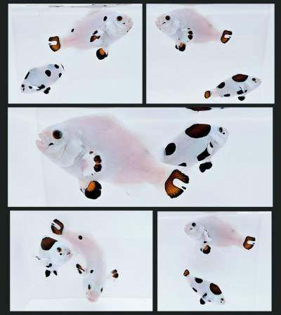 Clownfish Bonded Pair Platinum Super Storm