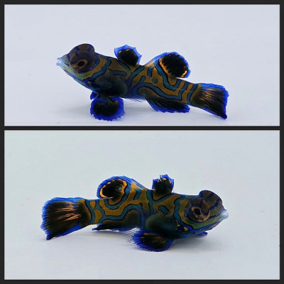 Green Mandarin Dragonet