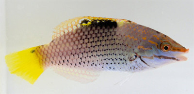 Checkerboard Wrasse