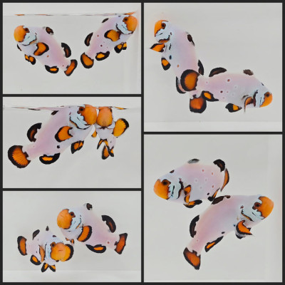 Clownfish Bonded Pair Frostbite Chilled