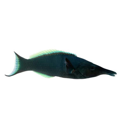 Bird Wrasse - Male