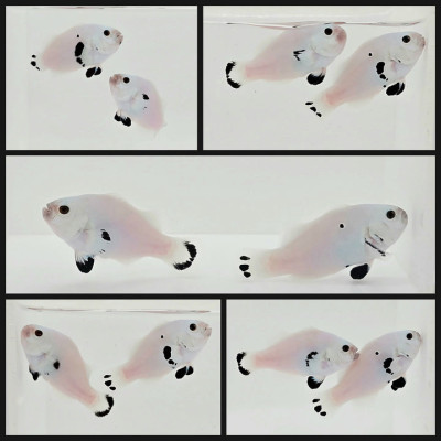 Clownfish Bonded Pair Platinum Super Storm