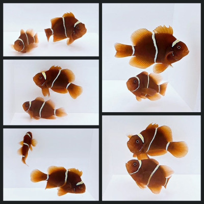 Clownfish Bonded Pair Stubby Gold Stripe Maroon