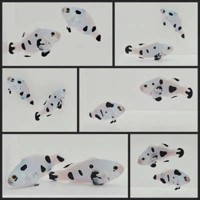 Clownfish Bonded Pair Picasso Super Storm