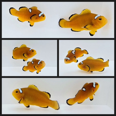 Clownfish Bonded Pair Lightning Mochaccino