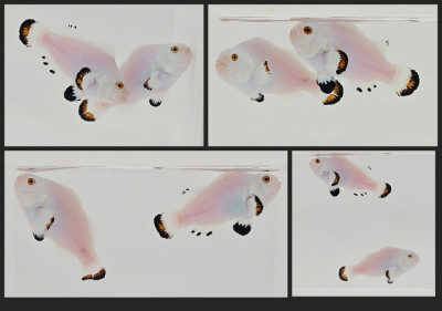 Clownfish Bonded Pair Orange Snow Storm