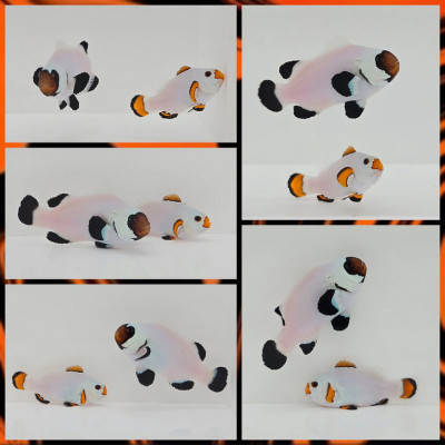 Clownfish Bonded Pair Hocus & Pocus Black Wyoming White/Orange Snow Storm