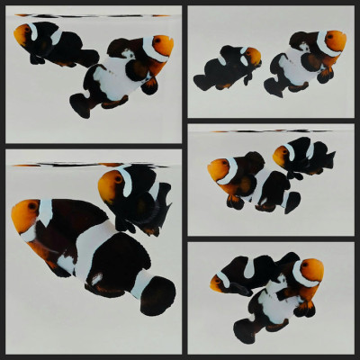 Clownfish Bonded Pair Mochaccino Smudgy/Misbar