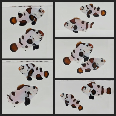 Clownfish Bonded Pair Mocha Storm