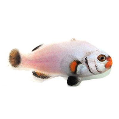 Clownfish Silver-eye Platinum