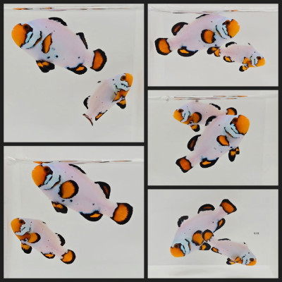 Clownfish Bonded Pair Frostbite Chilled