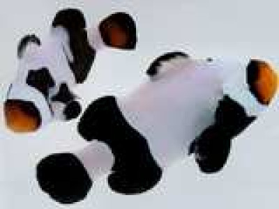 Clownfish Black DaVinci Smudgy