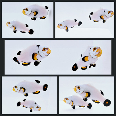 Clownfish Bonded Pair Platinum
