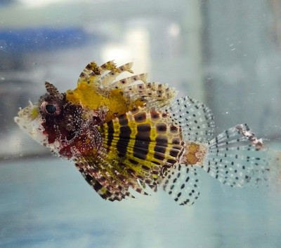Fuzzy Dwarf Lionfish