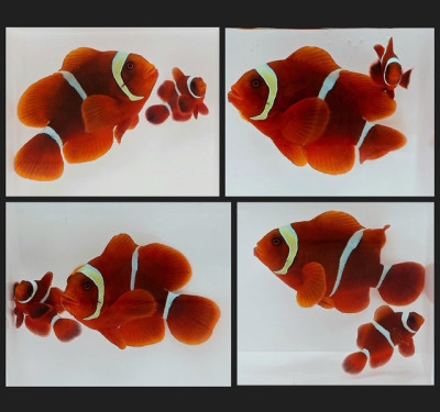 Clownfish Bonded Pair Gold Stripe Maroon