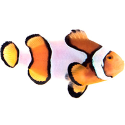 Clownfish Percularis FullBar