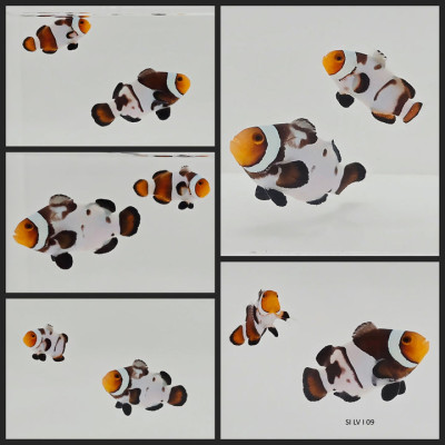 Clownfish Bonded Pair Mochaccino Smudgy