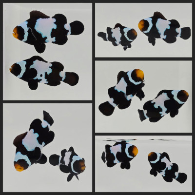 Clownfish Bonded Pair Black Snowflake