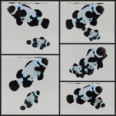 Clownfish Bonded Pair Black Snowflake Extreme w/ Bulletholes